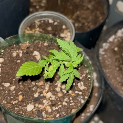 PrenSeeds #1 growlog timeline photo