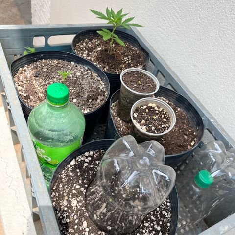 PrenSeeds #1 growlog timeline photo