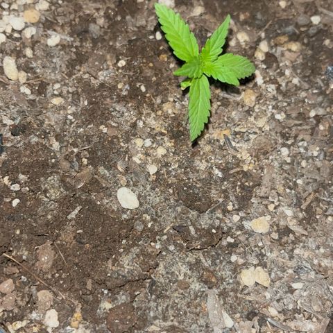 PrenSeeds #1 growlog timeline photo