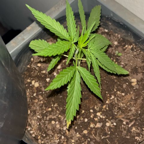 PrenSeeds #1 growlog timeline photo