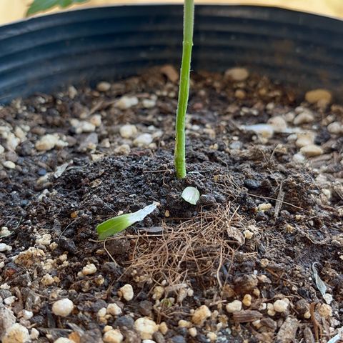 PrenSeeds #1 growlog timeline photo