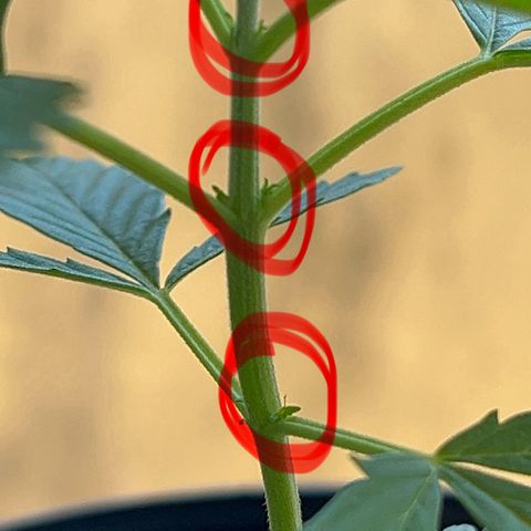 PrenSeeds #1 growlog timeline photo
