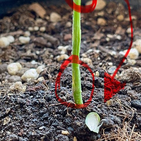PrenSeeds #1 growlog timeline photo