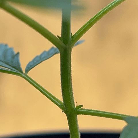 PrenSeeds #1 growlog timeline photo