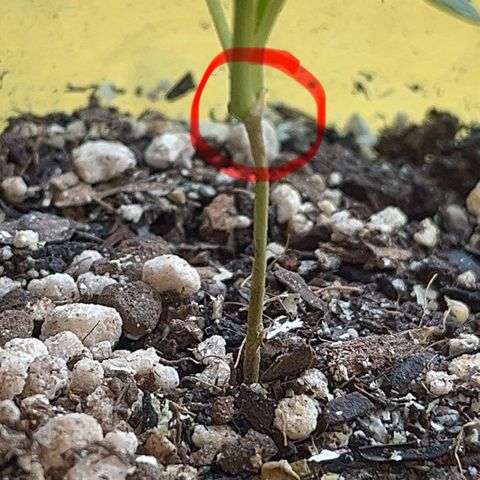 PrenSeeds #1 growlog timeline photo