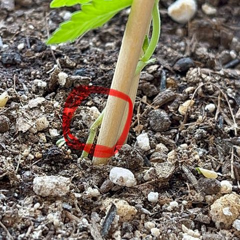 PrenSeeds #1 growlog timeline photo