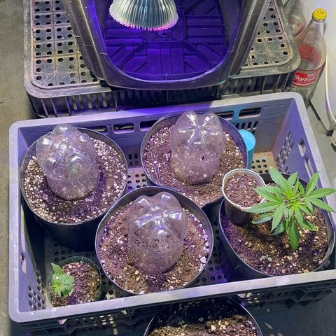 PrenSeeds #1 growlog photo: Foi feito um espaço provisório com 
1 Full Spec 50w
2 3500K 50w
