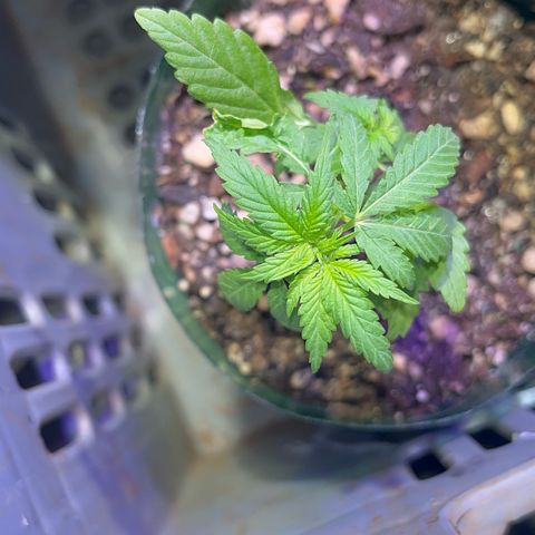 PrenSeeds #1 growlog photo: A trifolia está se recuperando 
A defeituosa agora parece estar com crescimento saudável
E a maior apresenta desenvolvimento de galhos inferiores 