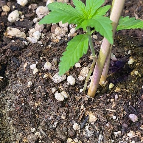 PrenSeeds #1 growlog photo: A trifolia está se recuperando 
A defeituosa agora parece estar com crescimento saudável
E a maior apresenta desenvolvimento de galhos inferiores 