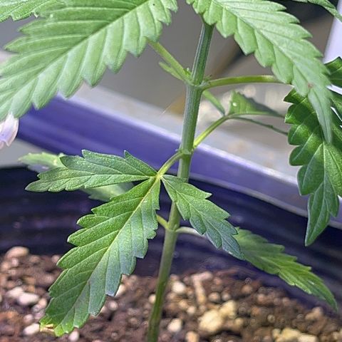 PrenSeeds #1 growlog photo: A trifolia está se recuperando 
A defeituosa agora parece estar com crescimento saudável
E a maior apresenta desenvolvimento de galhos inferiores 