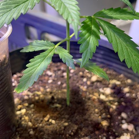 PrenSeeds #1 growlog photo: A trifolia está se recuperando 
A defeituosa agora parece estar com crescimento saudável
E a maior apresenta desenvolvimento de galhos inferiores 