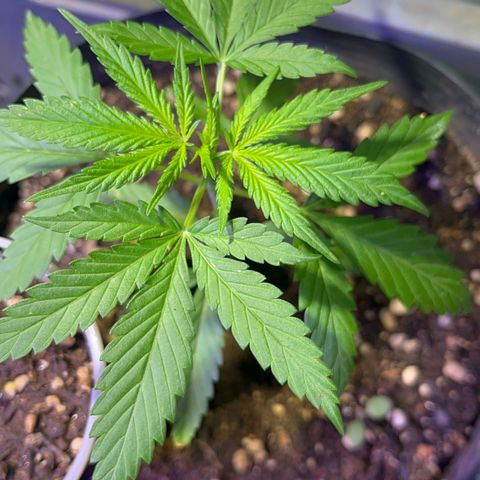 PrenSeeds #1 growlog photo: A trifolia está se recuperando 
A defeituosa agora parece estar com crescimento saudável
E a maior apresenta desenvolvimento de galhos inferiores 