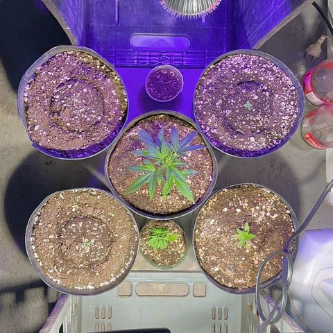 PrenSeeds #1 growlog photo: Remodelei o espaço improvisado para melhorar a luminosidade nas meninas. Hoje pela manhã estava nublado mas a tarde elas ficaram no sol que saiu... Por isso estou com elas no espaço improvisado novamente