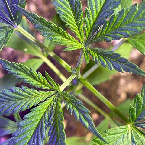 PrenSeeds #1 growlog timeline photo