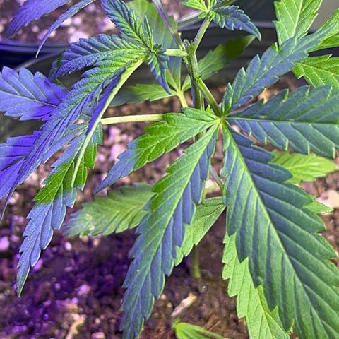 PrenSeeds #1 growlog timeline photo