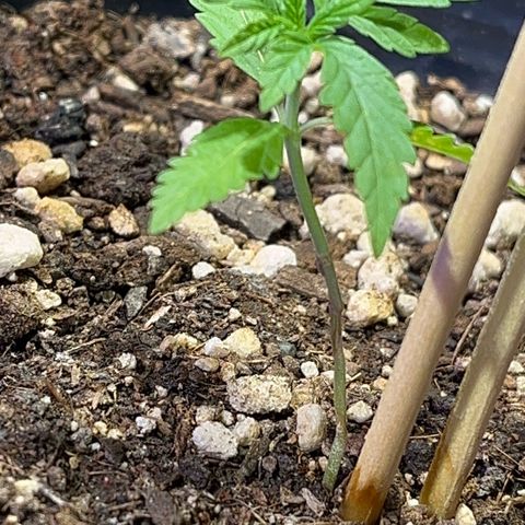 PrenSeeds #1 growlog timeline photo