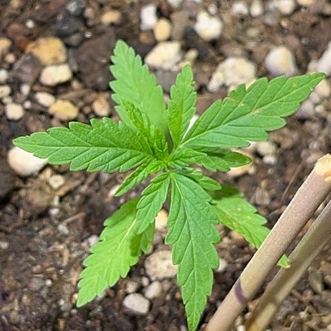 PrenSeeds #1 growlog timeline photo
