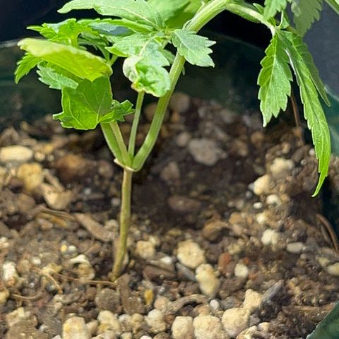 PrenSeeds #1 growlog timeline photo