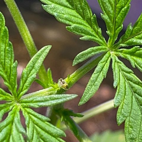 PrenSeeds #1 growlog timeline photo