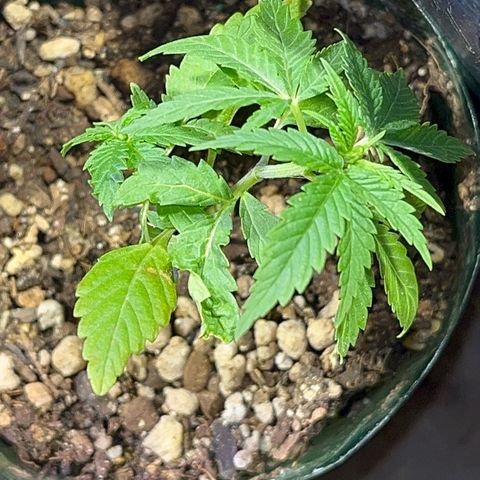 PrenSeeds #1 growlog timeline photo