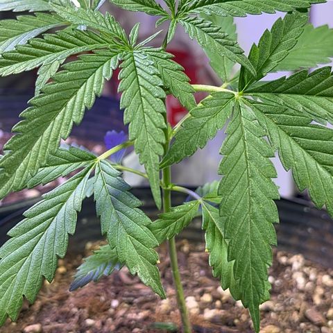 PrenSeeds #1 growlog timeline photo
