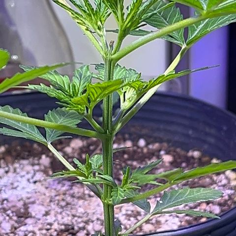 PrenSeeds #1 growlog timeline photo