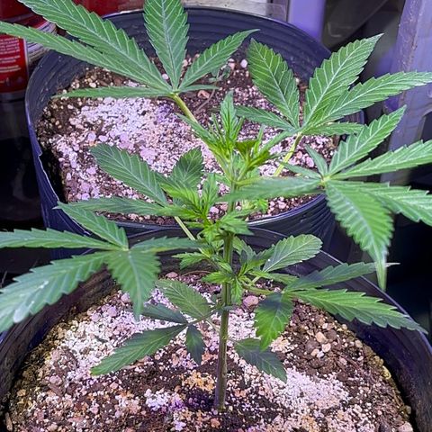 PrenSeeds #1 growlog timeline photo
