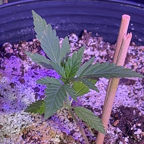 PrenSeeds #1 growlog timeline photo
