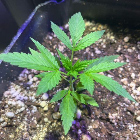 PrenSeeds #1 growlog timeline photo