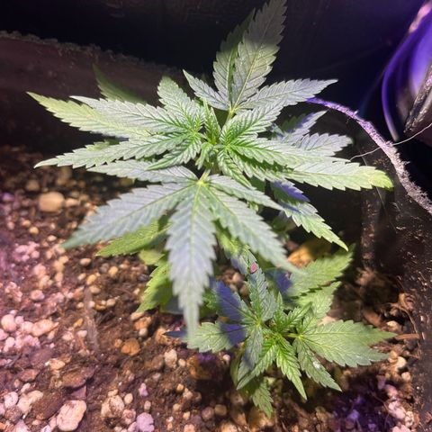 PrenSeeds #1 growlog timeline photo