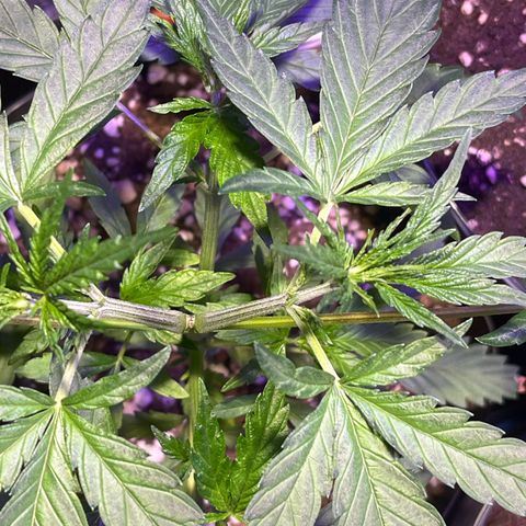 PrenSeeds #1 growlog timeline photo