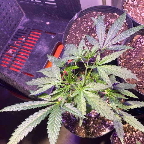 PrenSeeds #1 growlog timeline photo