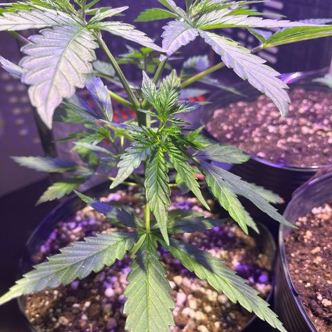 PrenSeeds #1 growlog timeline photo