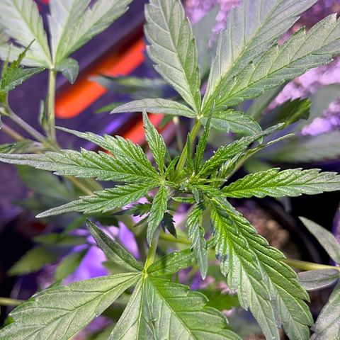 PrenSeeds #1 growlog timeline photo