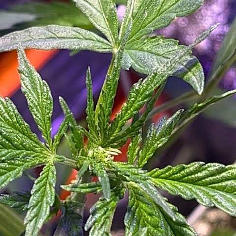 PrenSeeds #1 growlog timeline photo