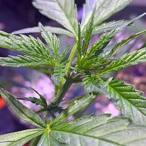 PrenSeeds #1 growlog timeline photo