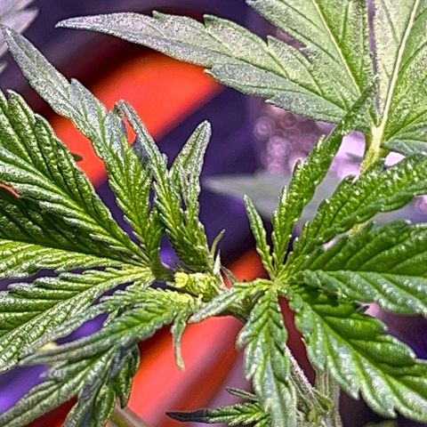 PrenSeeds #1 growlog timeline photo