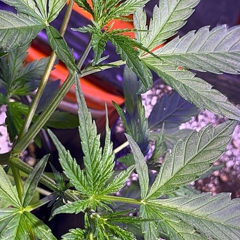 PrenSeeds #1 growlog timeline photo