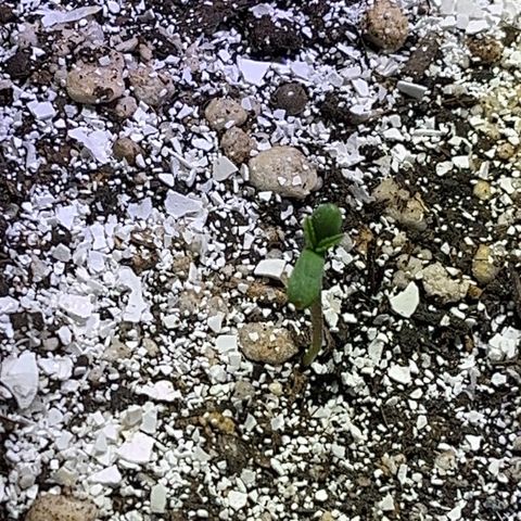 PrenSeeds #1 growlog timeline photo