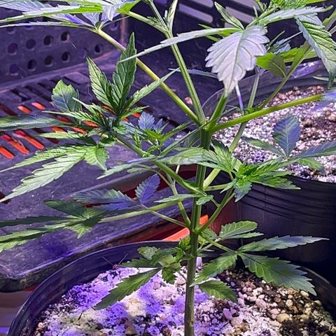 PrenSeeds #1 growlog timeline photo
