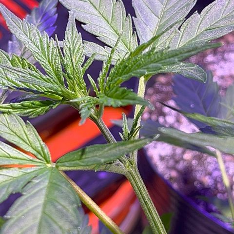 PrenSeeds #1 growlog timeline photo