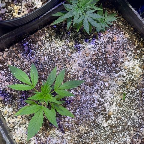 PrenSeeds #1 growlog timeline photo
