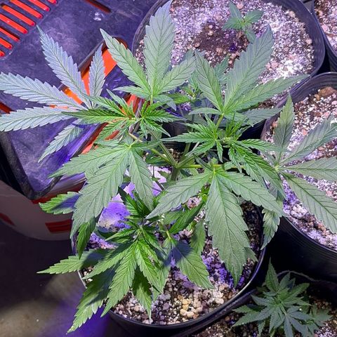 PrenSeeds #1 growlog timeline photo