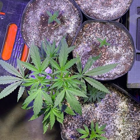 PrenSeeds #1 growlog timeline photo