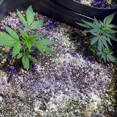 PrenSeeds #1 growlog timeline photo