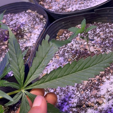 PrenSeeds #1 growlog timeline photo