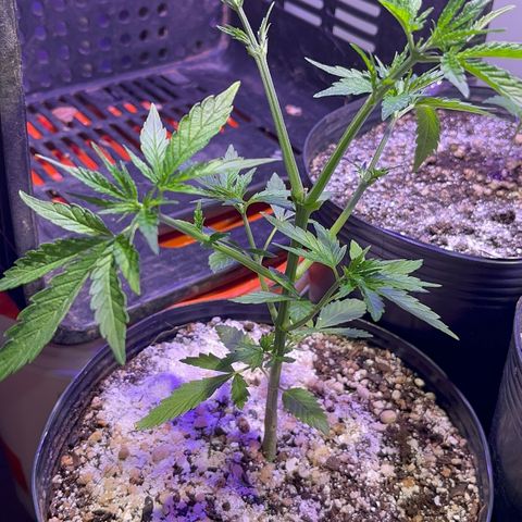 PrenSeeds #1 growlog timeline photo