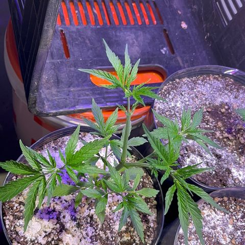 PrenSeeds #1 growlog timeline photo