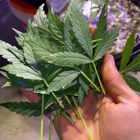 PrenSeeds #1 growlog timeline photo