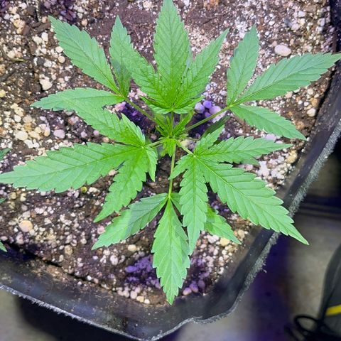 PrenSeeds #1 growlog timeline photo